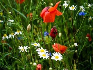 Польові квіти