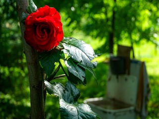 Сільська романтика