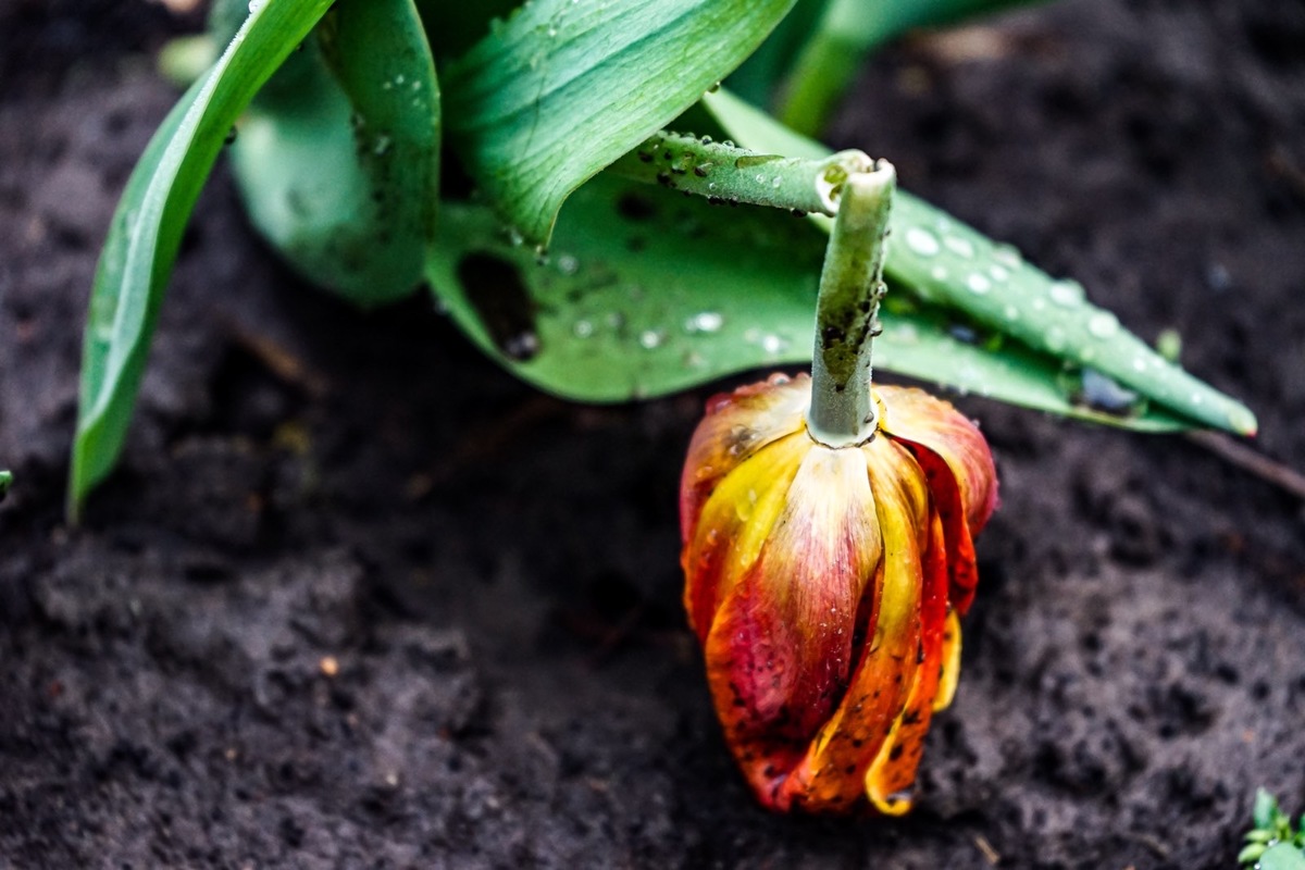 Поранена краса