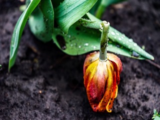 Поранена краса