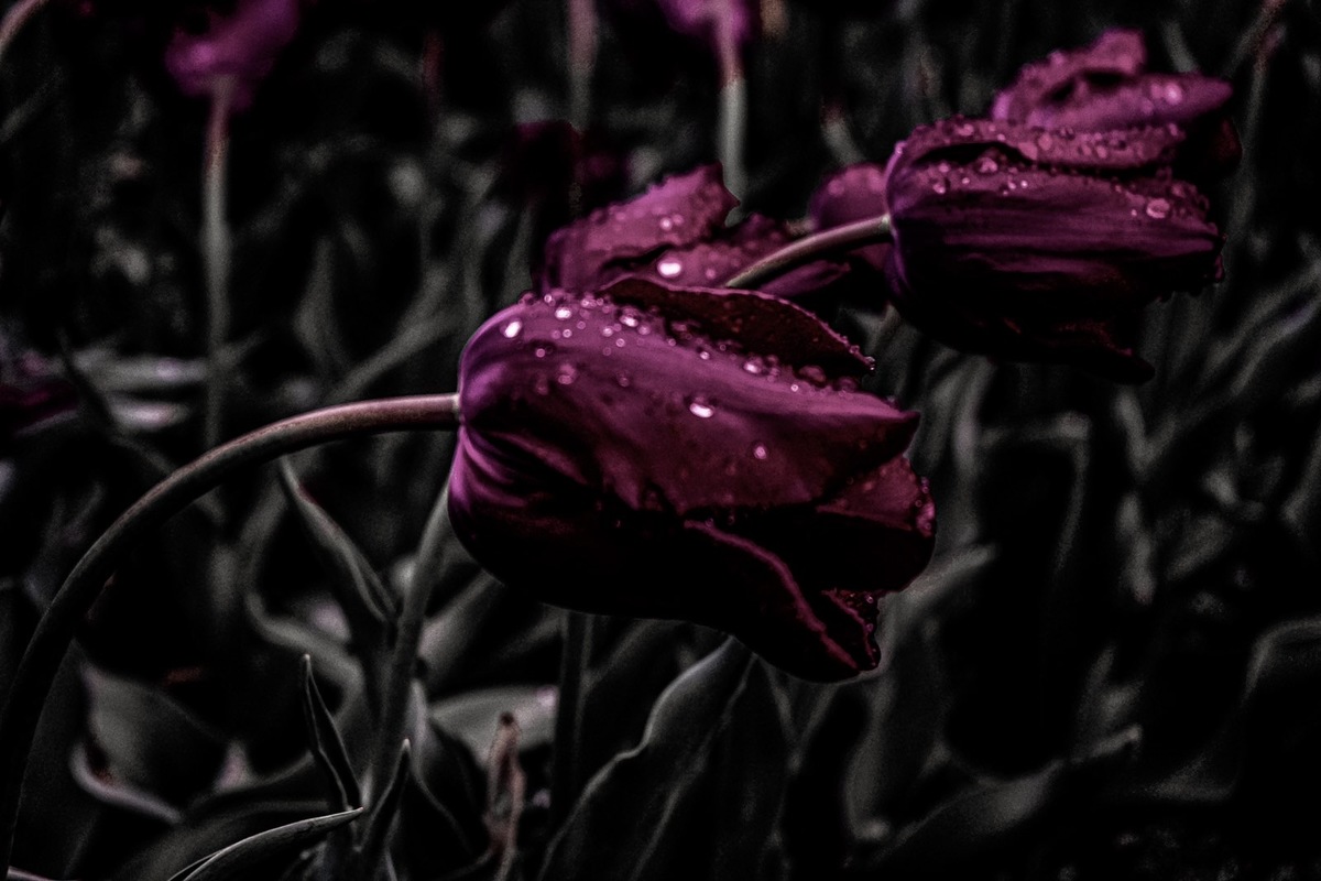 «Тюльпани грози»