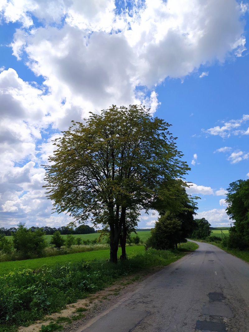 Дорога між полями