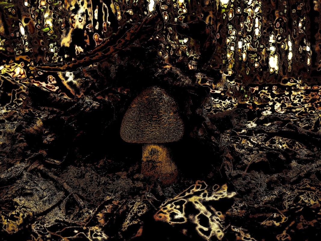 Скарби лісу