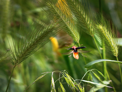 Без страховки