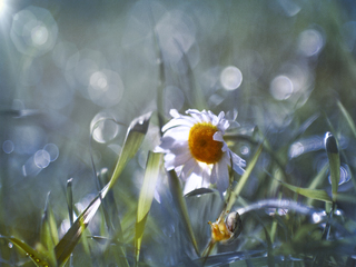 Счастливое утро