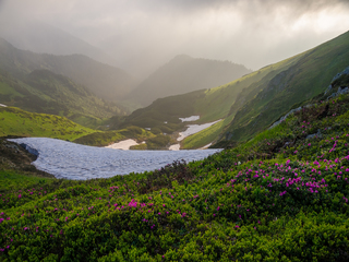 Сніг і квіти в Мармаросах