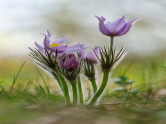 Сон-трава - родина