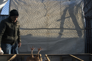 птичий рынок