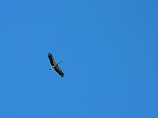 Цілковита самоізоляція