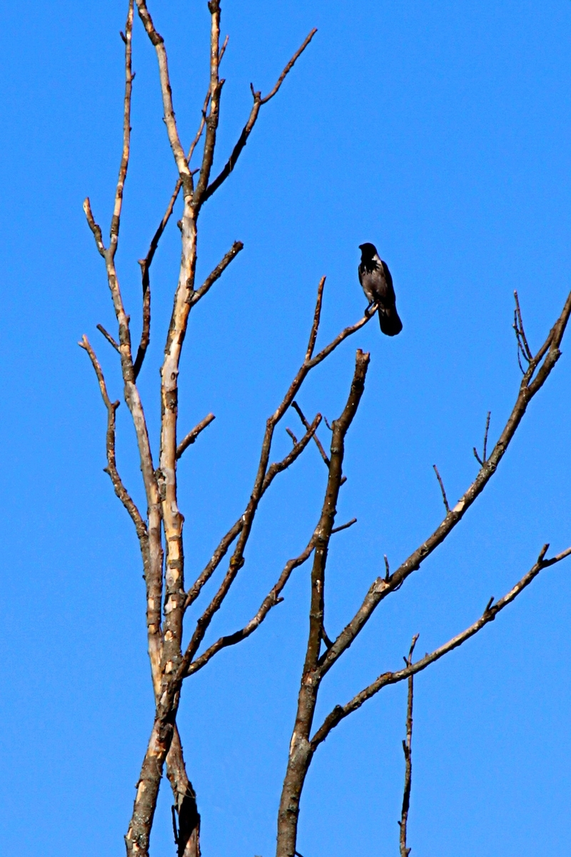 Самоізоляція для 60+