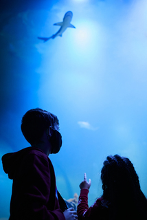 В океанаріумі