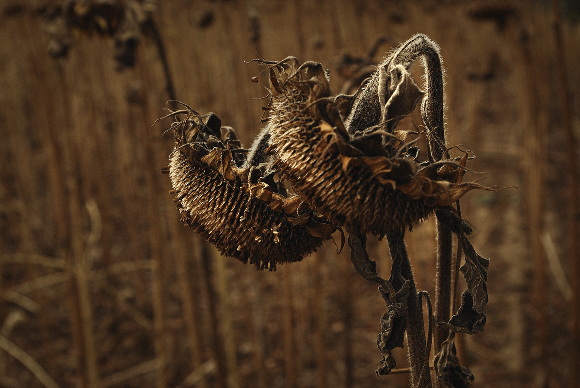 Разом назавжди