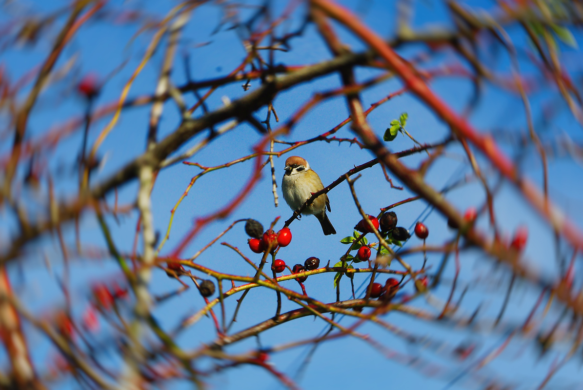 Прихисток посеред колючок 