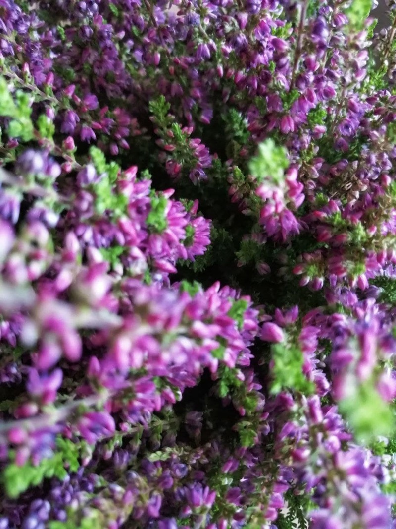 Фіолетовий подих