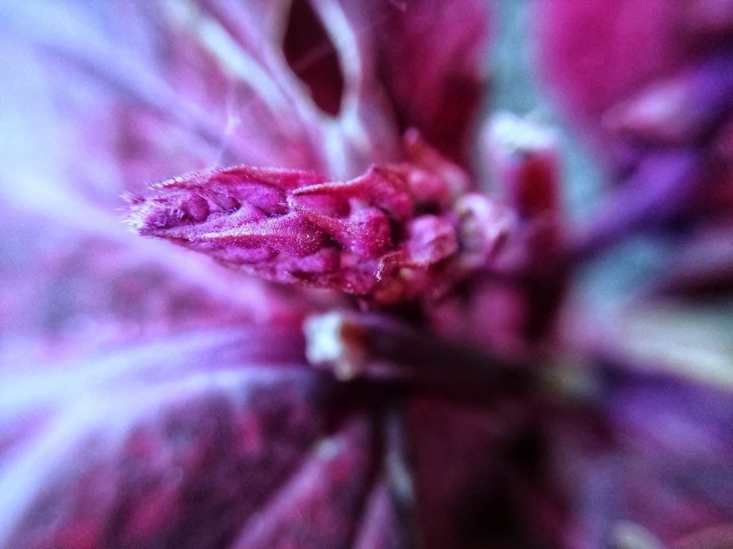 Багряність