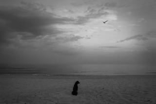 Птах і собака