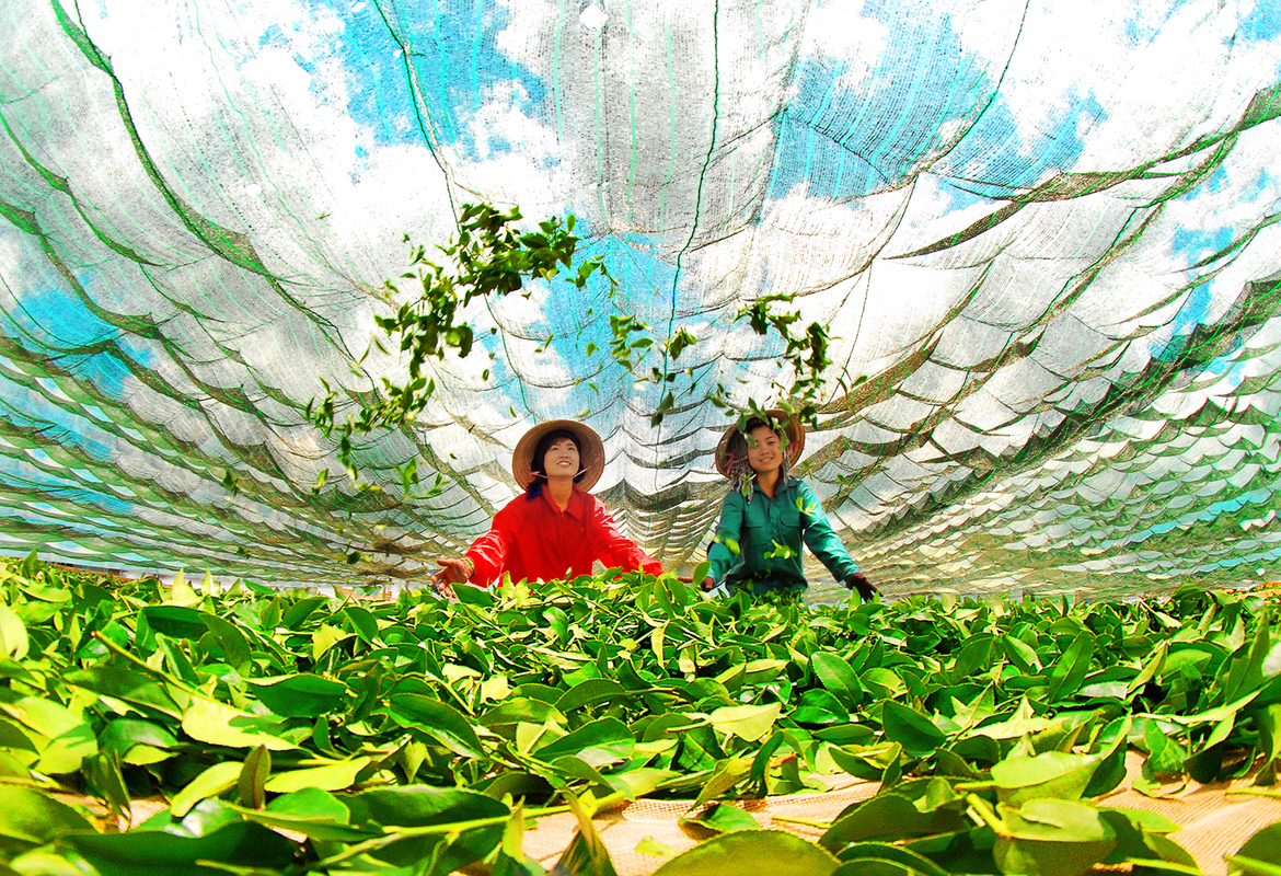 The process of drying green tea leaves
