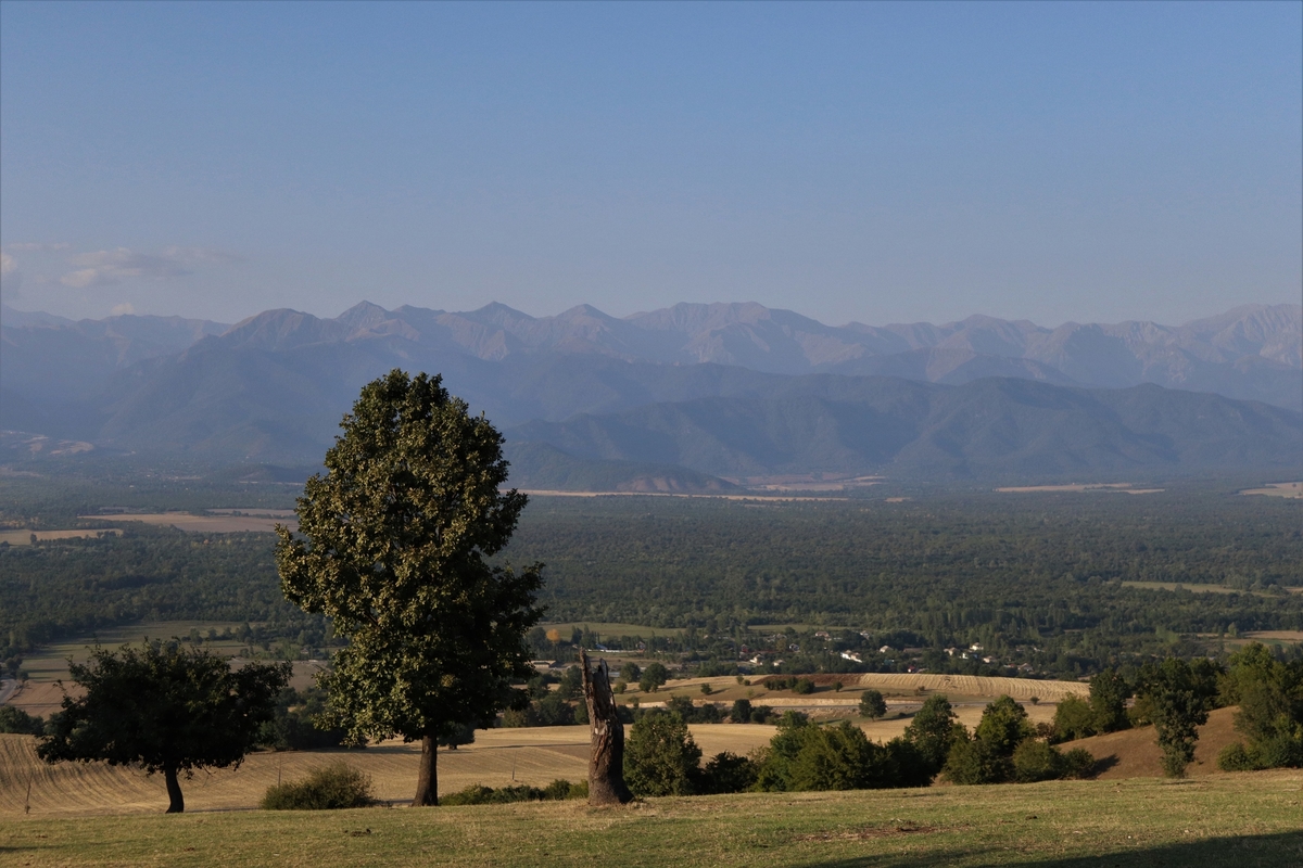 A tree and mountains