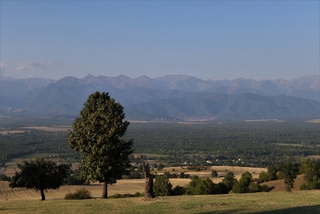 A tree and mountains