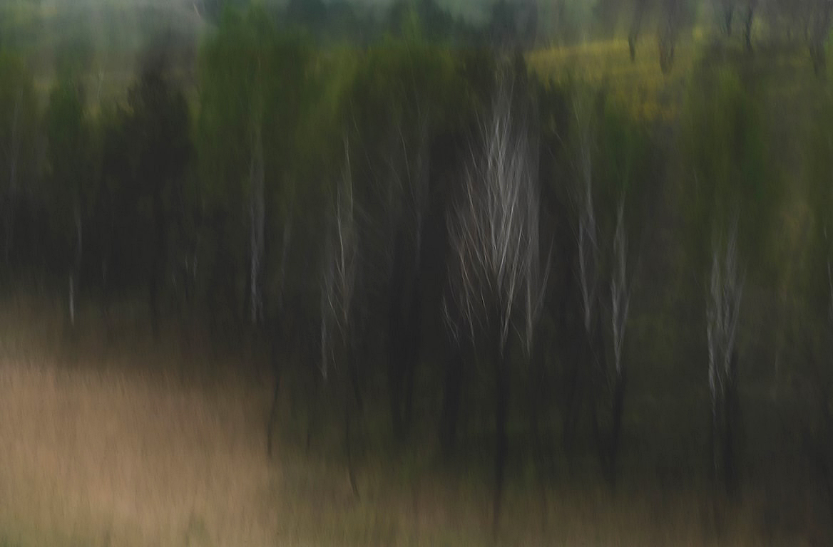 Сиві дерева