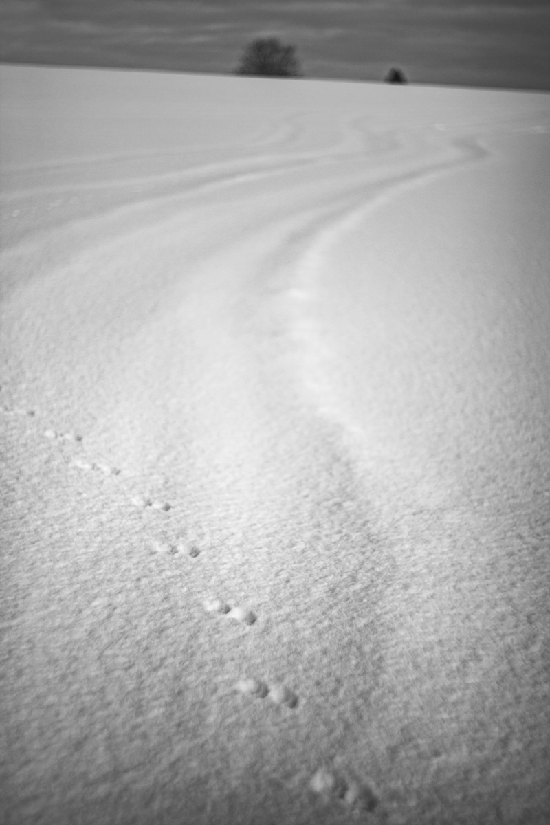 A trace on the field