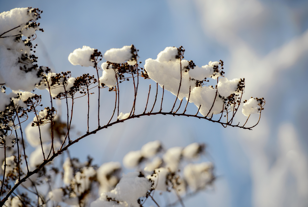 сніговітер