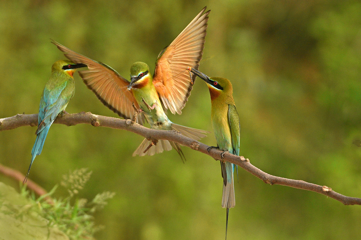 BEE EATER 7