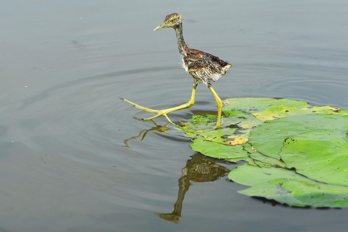 JACANA 7094