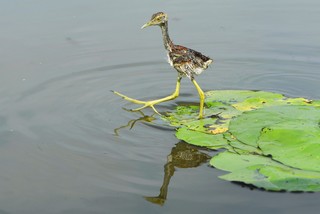 JACANA 7094