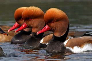 RED CRESTED POACHERED
