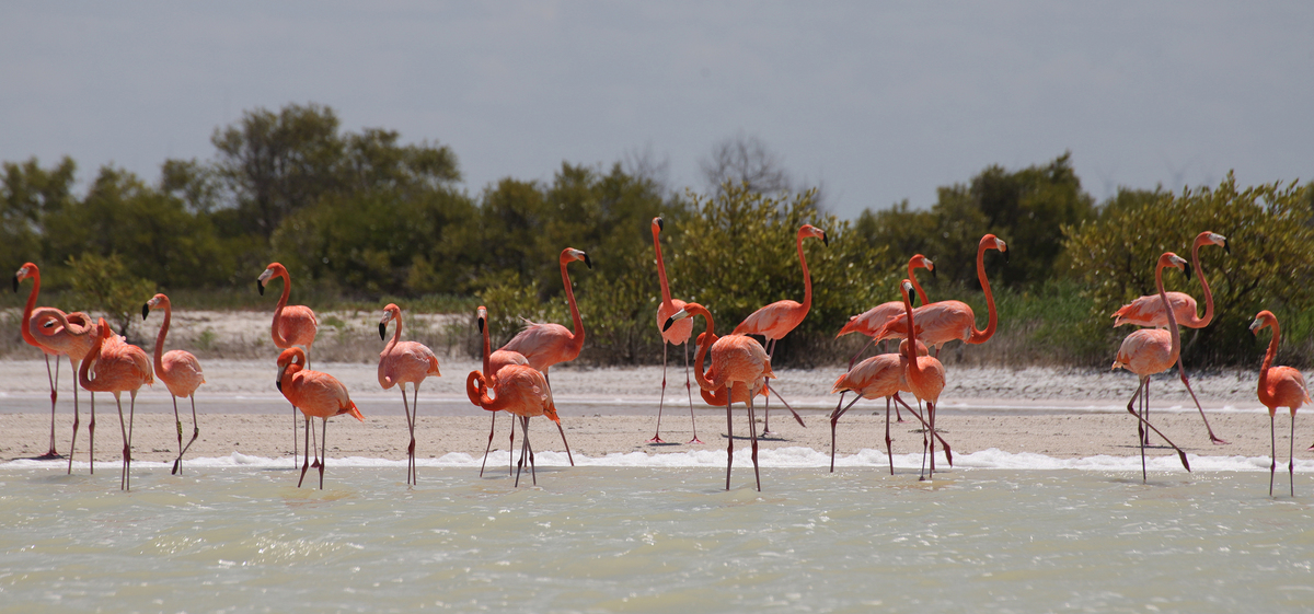 Beauty of Rio Lagartos