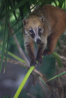 Coati