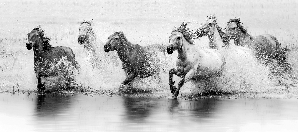 The galloping horses BW