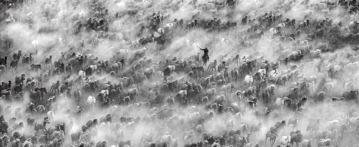 Horses run and the dust rises