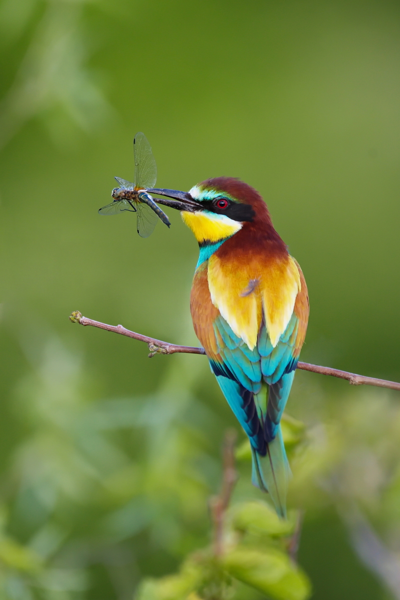 Золотистая щурка