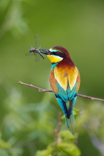 Золотистая щурка