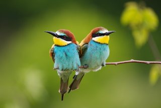 Щурки золотистые