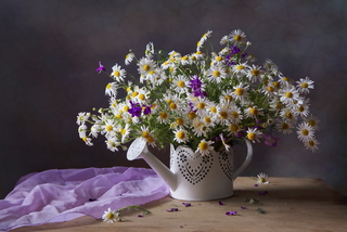 Облако ромашек