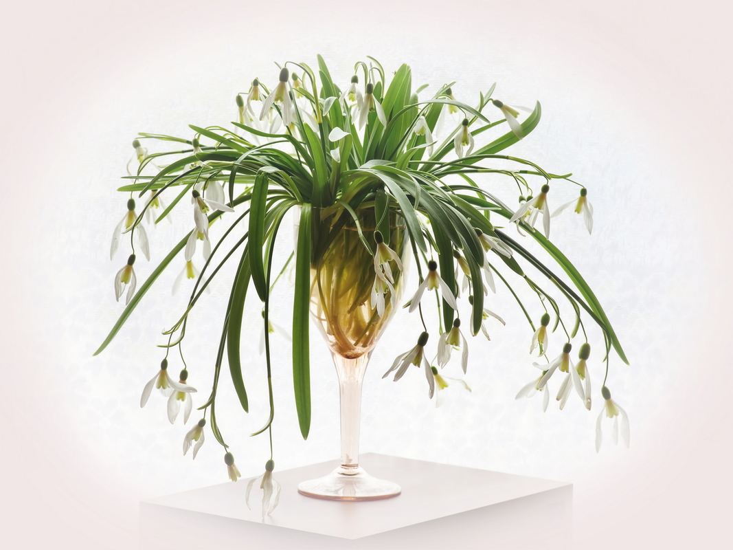 Подснежники