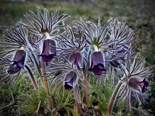 Сон перед сном