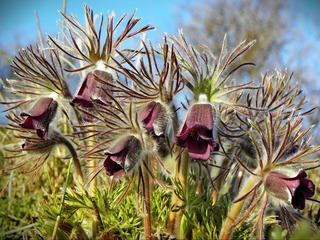 Сон під сонцем