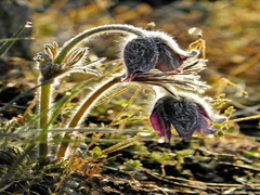 Сон примороженим ранком