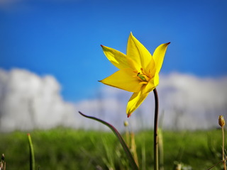 Синьожовто