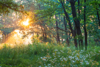Лісова пісня