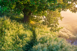 По весняній росі