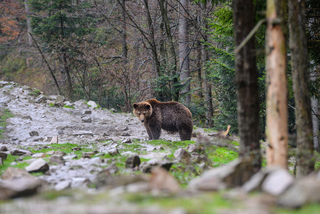 The owner of the forest