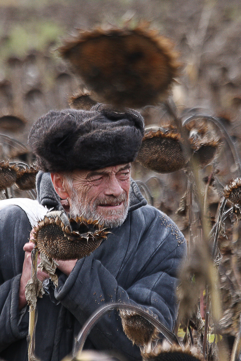 Дозріли соняхи