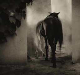 Поклик крові