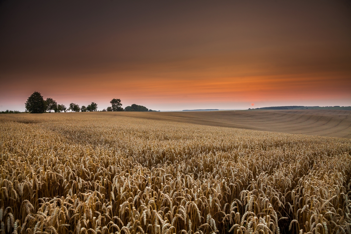Ранок. Пшеничне поле