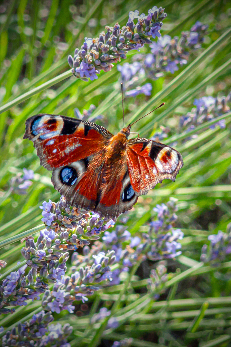 Квітуче літо